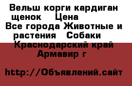 Вельш корги кардиган щенок  › Цена ­ 35 000 - Все города Животные и растения » Собаки   . Краснодарский край,Армавир г.